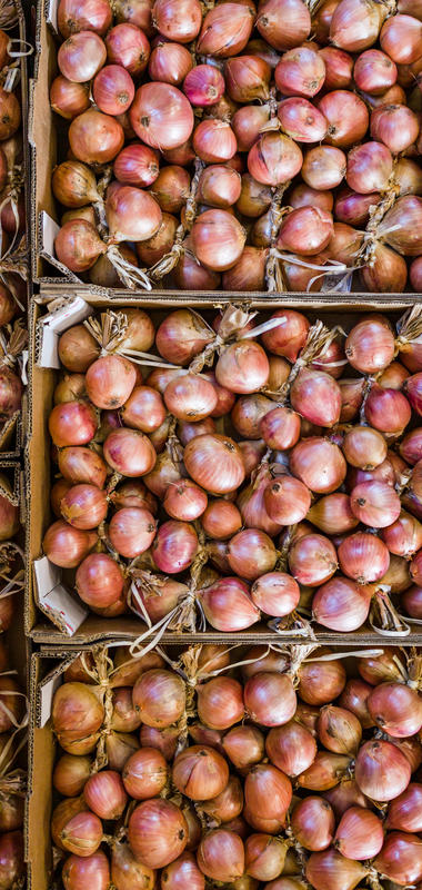 Brittany Pink Onion - Pouliquen - Trading fresh vegetables