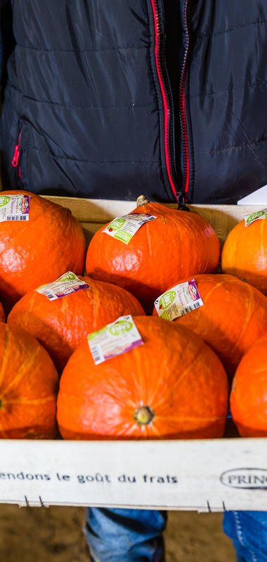 La courge butternut  Légumes maraîchers Prince de Bretagne