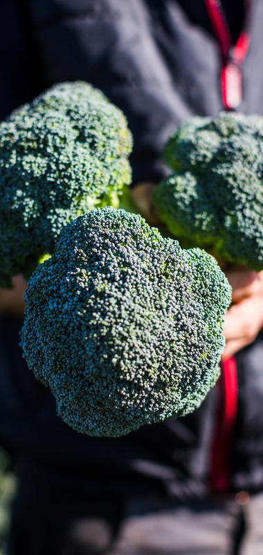 Le brocoli - Chou d'été | Légumes Prince de Bretagne