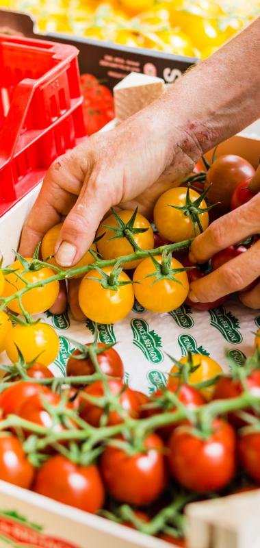 La tomate cerise grappe  Fruits Prince de Bretagne