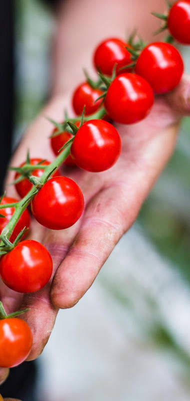 TOMATE CERISE GRAPPE