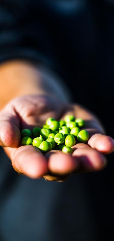 Le petit pois  Légumes maraîchers Prince de Bretagne