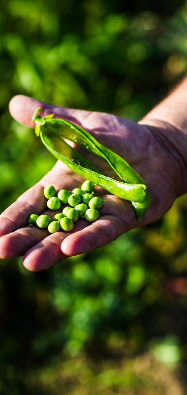 Le petit pois  Légumes maraîchers Prince de Bretagne