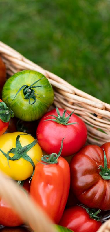 Les tomates saveurs d'antan