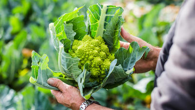 Interview avec un producteur de chou romanesco