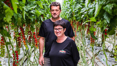 Les tomates saveurs d'antan