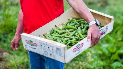 Le petit pois  Légumes maraîchers Prince de Bretagne