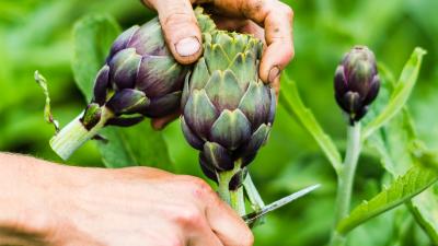 L'artichaut petit violet  Légumes Prince de Bretagne